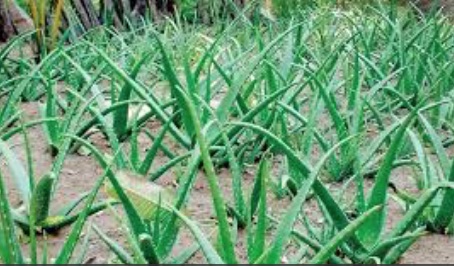 Aloe Vera