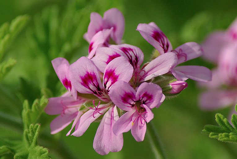 Geranium graveolens